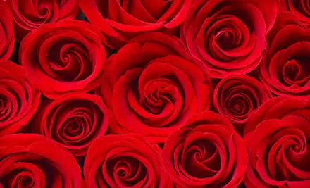 One Dozen Roses or Petite or Large Wedding Flower Packages from Botanic Florists in Brampton (Up to 63% Off) - Primary Image
