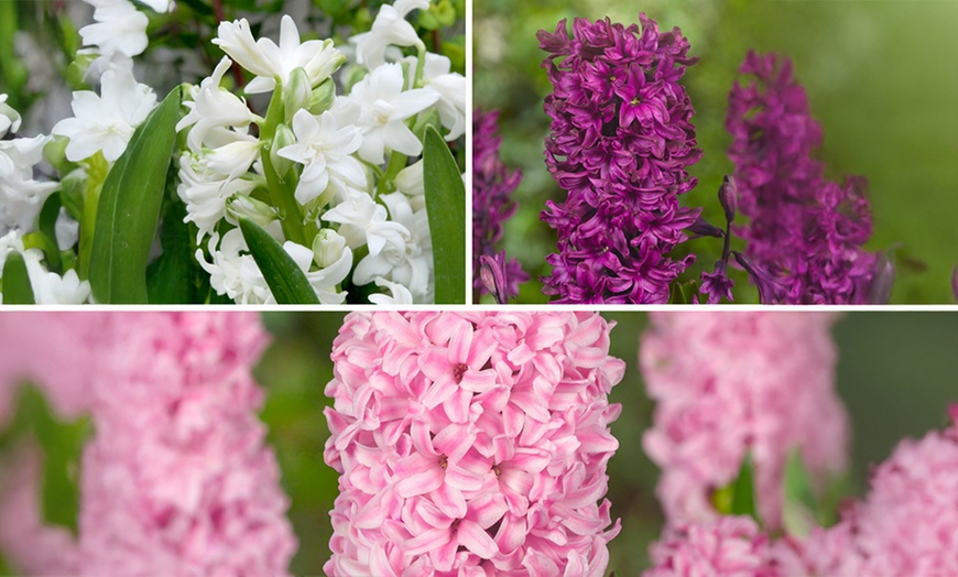 Image 1: Lot de 10, 15, 20, 25 ou 40 bulbes de jacinthe