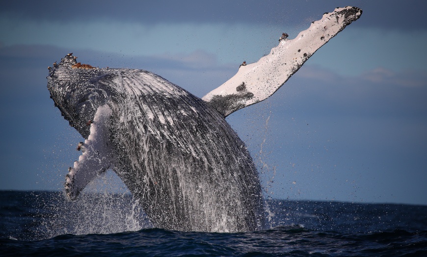 Image 6: Join Whale Watching Sydney for a 2-Hour Express Whale Watching Cruise