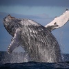 Image 6: Join Whale Watching Sydney for a 2-Hour Express Whale Watching Cruise