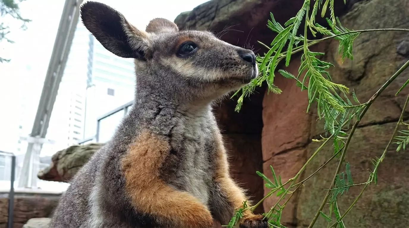 Wildlife Sydney Zoo - Adult Entry at Child Prices  -  Members only