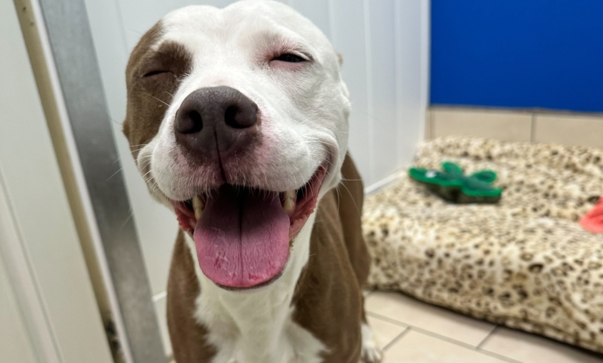 Image 4: Weekday Fun and Care with One, Three or Five Days of Dog Daycare