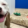 Image 4: Weekday Fun and Care with One, Three or Five Days of Dog Daycare