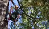 $65 for a Three-Hour Tree-Climbing Tour from Action Tree Rope Climbing ($101 Value)