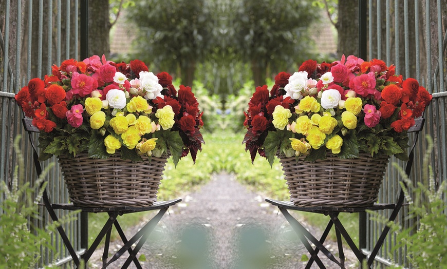 Image 3: Begonia Vibrant Blooms for Gardens