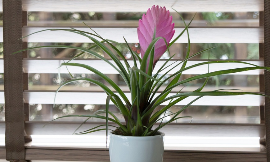 Image 3: Rootz 3er-Set Blaue Tillandsien inkl. Bulumentöpfen