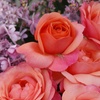 Image 3: 1 or 2 Rose 'Coral Garden' Elegant Coral-Pink Blooms, Bare Root Plants