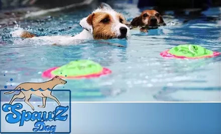 $15 for a 30-Minute Dog Swim at SpawZ Dog ($35 Value) - Primary Image