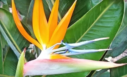 $20 for $40 Worth of Plants and Gardening Supplies at Big Tex Tree Nurseries - Primary Image