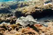 90-Minute Guided Snorkel Tour with Professional Photos for 1, 2, or 4 at Snorkel and Dive Tours (Up to 24% Off) - Second Medium