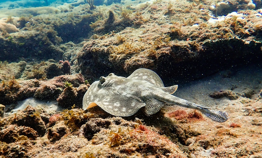 Image 7: 90-Minute Guided Snorkel Tour with Professional Photos for 1, 2, or 4