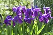 Spring-Blooming Flower Bulbs - Second Medium