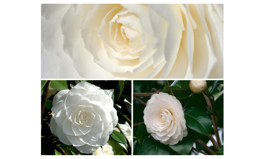 Image 10: 1 ou 2 arbustes de camélia du Japon XL de Gardenzo