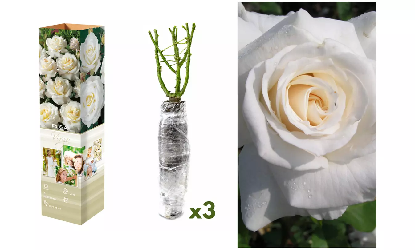 Set van 3 of 6 grootbloemige rozen