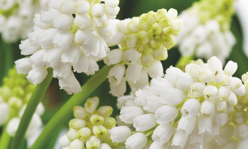 Image 6: Lot de 50, 100 ou 200 bulbes de Muscari