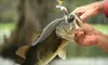$40 for a Beginners’ Fly-Fishing Class at Castaway Fly Fishing Shop ($100 Value) 