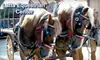 30-Minute Horse-Drawn Covered-Wagon Ride or Carriage Ride at Latta Equestrian Center in Huntersville. Choose from Two Options.