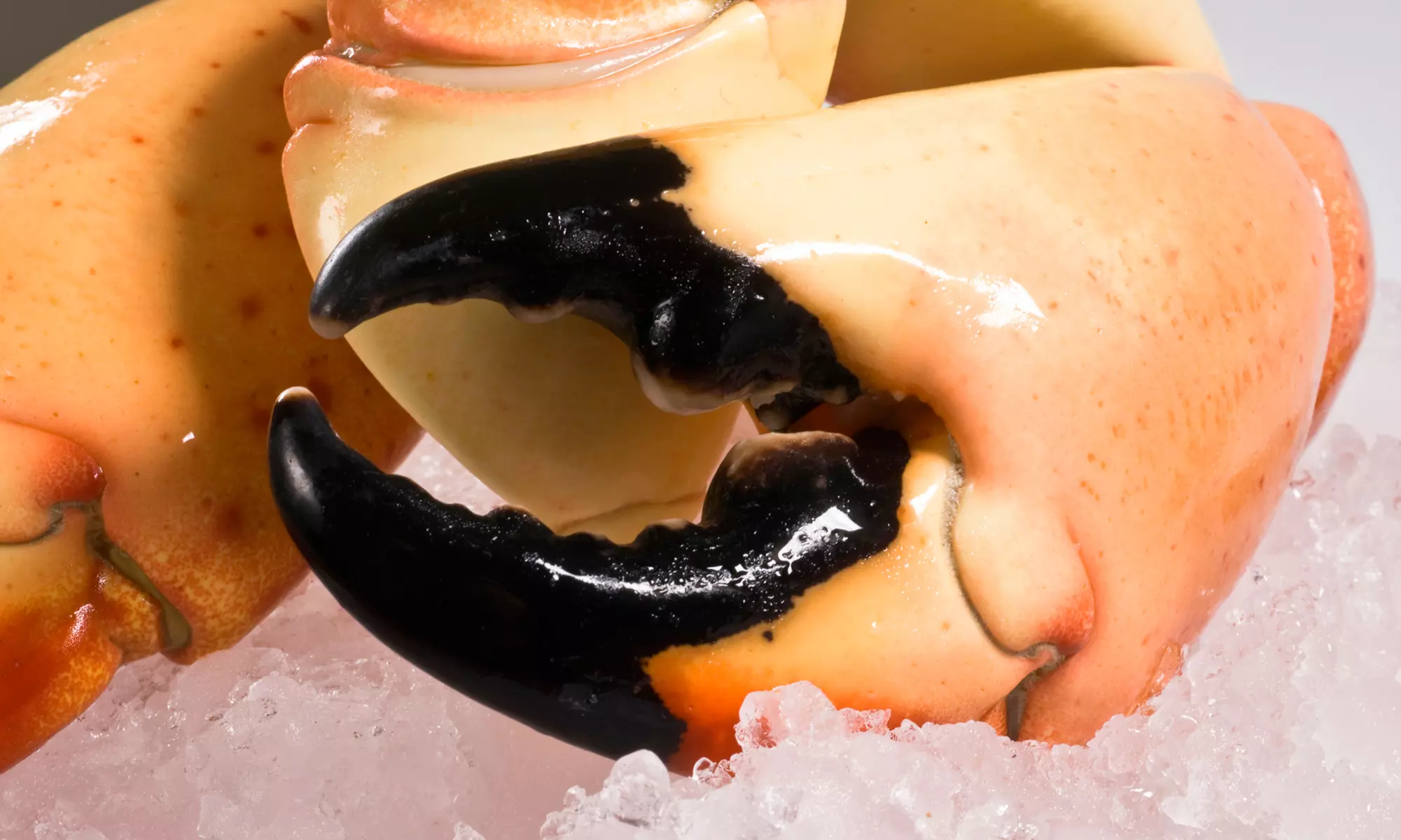 Home Delivery of Fresh Stone Crab Claws from George Stone Crab (Up to 50% Off). Two Options Available. - Primary Image