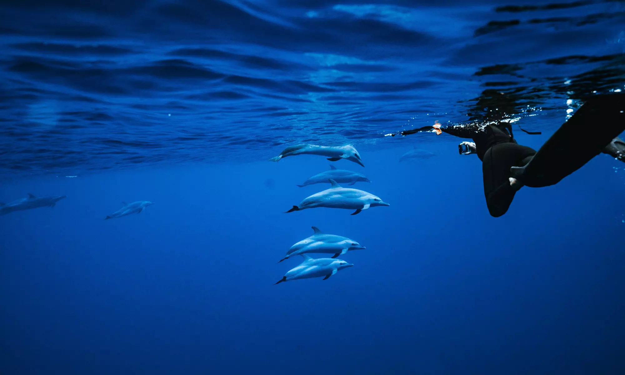 3-Hours Oahu Ocean Adventure w/ Dolphins, Turtles & Water Activities