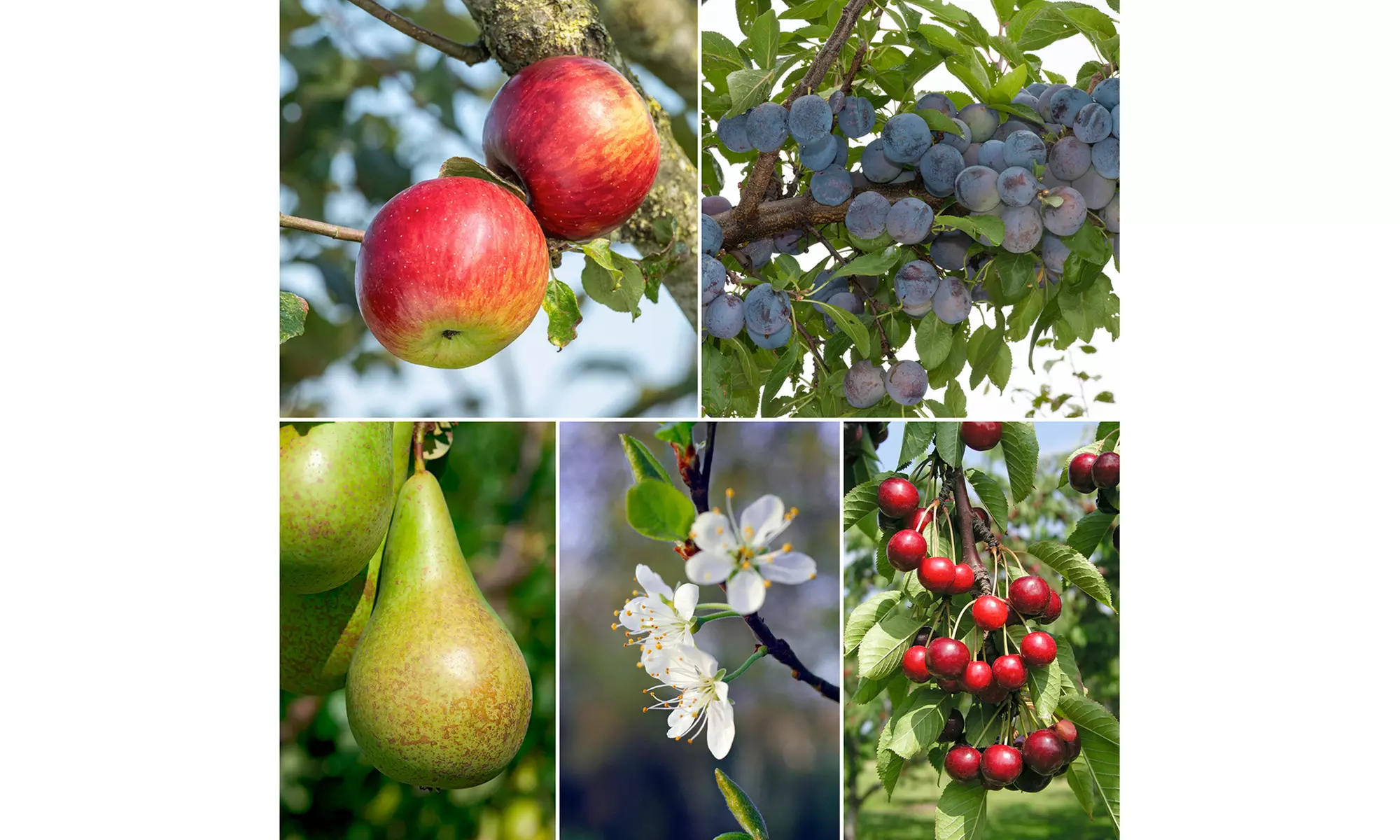 3x, 5x oder 10x Obstbaum-Mix