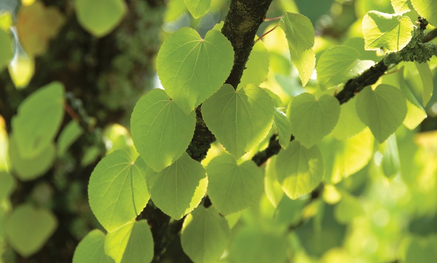 Image 14: Colour Changing Garden Trees - 4 Varieties - up to 3 Potted Plants