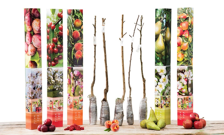 Image 3: Set of 5 Fruit Trees