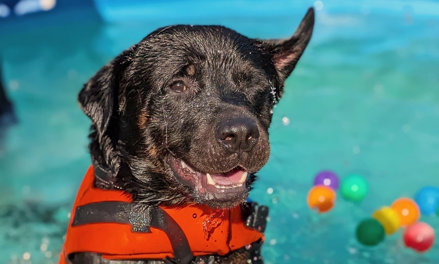 Image 8: Dog Swim Sessions or Deluxe Grooming Packages for All Breeds