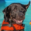 Image 8: Dog Swim Sessions or Deluxe Grooming Packages for All Breeds