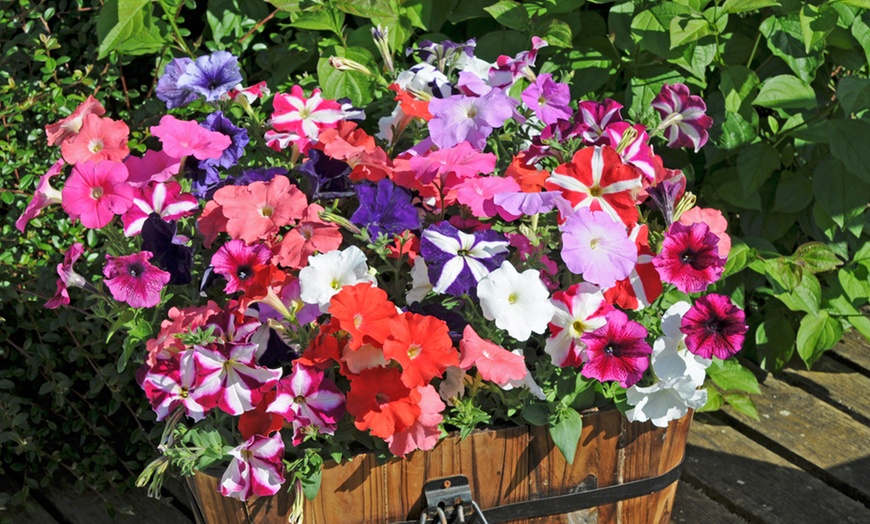 Image 21: Pack of 15 Garden Ready Mixed Variety Petunia Plants