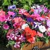 Image 21: Pack of 15 Garden Ready Mixed Variety Petunia Plants