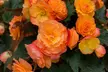 Up to 60-Pack Begonia Apricot Shades - Image 4