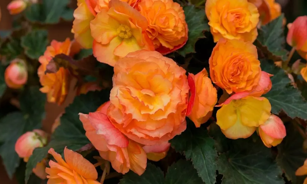 Up to 60-Pack Begonia Apricot Shades
