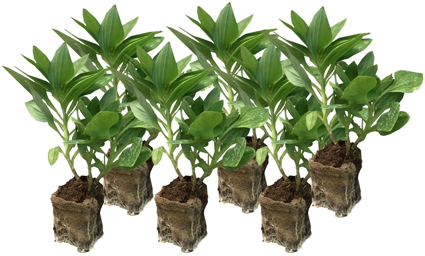 Image 11: One, Three or SIx Hardy Alstroemeria Indian Summer