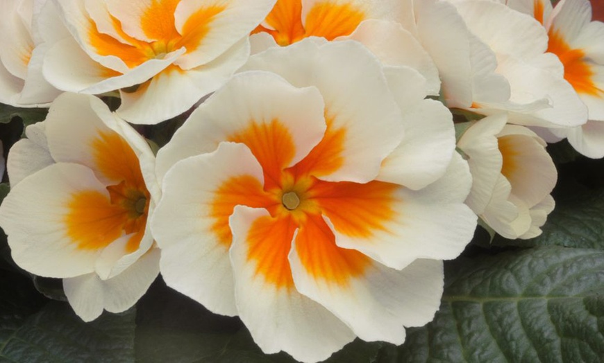 Image 2: Winter Flowering Primrose Mix - 24, 48 or 72 Plug Plants