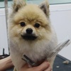 Image 5: Pawfect Makeover: Basic & Full Pet Grooming for Cats and Dogs