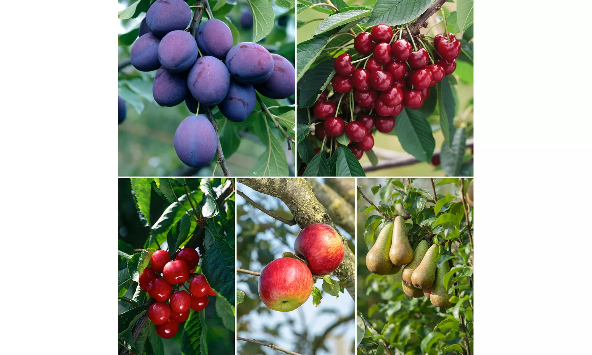 5er-Set Obstbäume: Apfel, Birne, Süßkirsche, Sauerkirsche und Pflaume