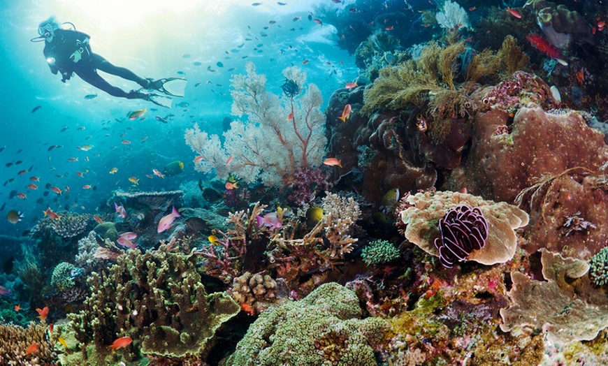 Image 1: Ontdek een nieuwe wereld onder water met unieke duikervaringen