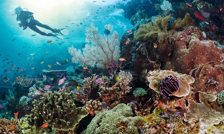 Introductieduik freediving (3,5 uur) - Liberte et Bleu