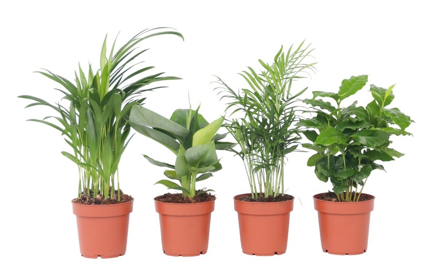 Image 3: 4er-Set pflegeleichte Zimmerpflanzen