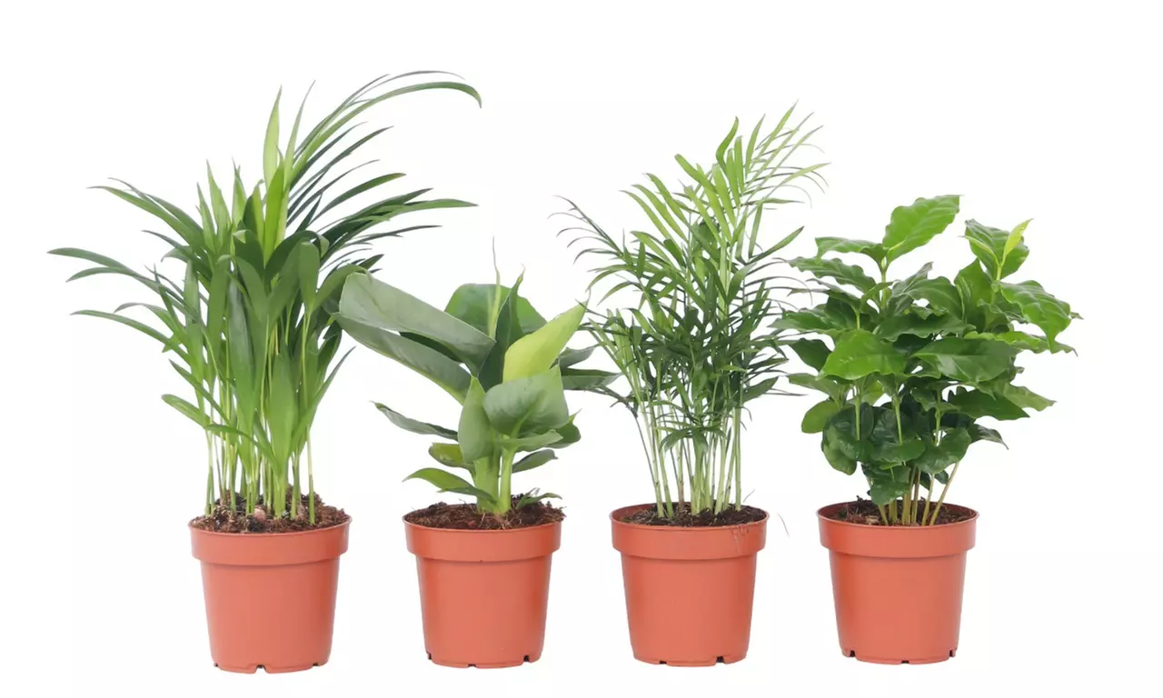 4er-Set pflegeleichte Zimmerpflanzen