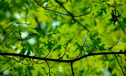 $49 for $100 Toward Trees at Land of Lincoln Tree Farm and Nursery - Primary Image