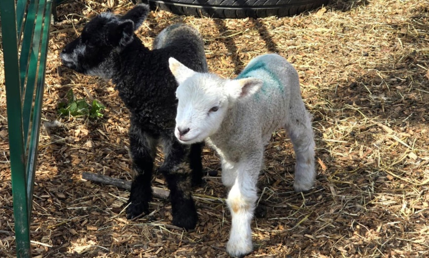 Image 1: Shepherd for a Day with Hands-On Farm Experiences
