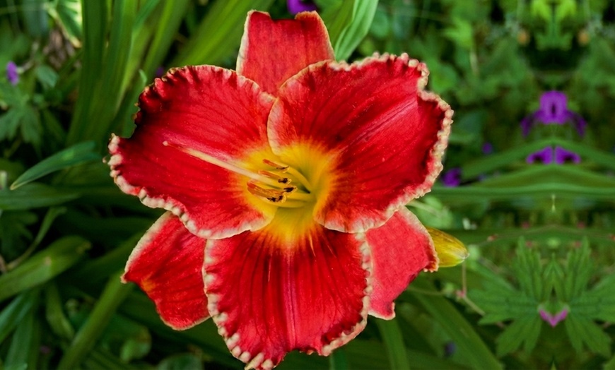 Image 9: Hemerocallis Day Lily Selection