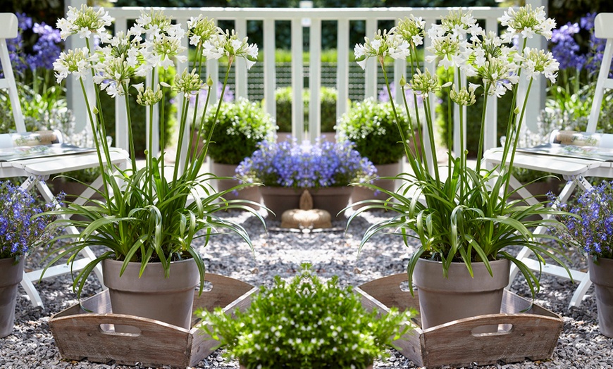 Image 2: Agapanthus Collection - 3 or 6 Potted Plants