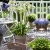 Image 2: Agapanthus Collection - 3 or 6 Potted Plants