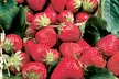 Assorted Bare Root Strawberry Plants - Second Medium