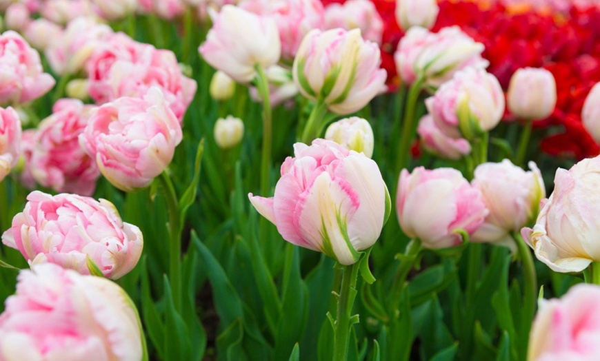 Image 8: Up to 36 Bulbs of Tulip Pastel Mix Collections
