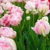 Image 8: Up to 36 Bulbs of Tulip Pastel Mix Collections
