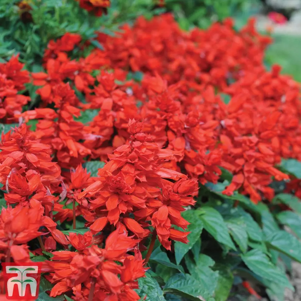 Pack of 12 or 24 Flame Red Salvia Plants - Image 5
