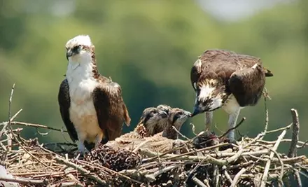 $28 for a Bird-Watching Boat Trip for Two from Cape May’s Wetlands Wildlife Safari on the Osprey (Up to $56 Value) - Primary Image